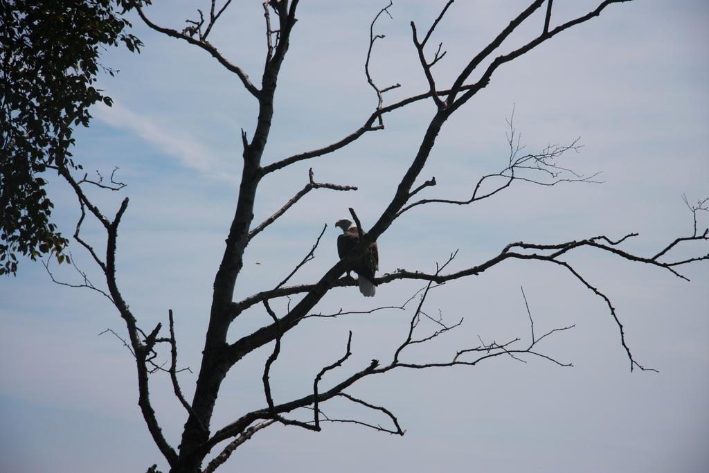 Cliff Dweller On Lake Superior Tofte Ngoại thất bức ảnh